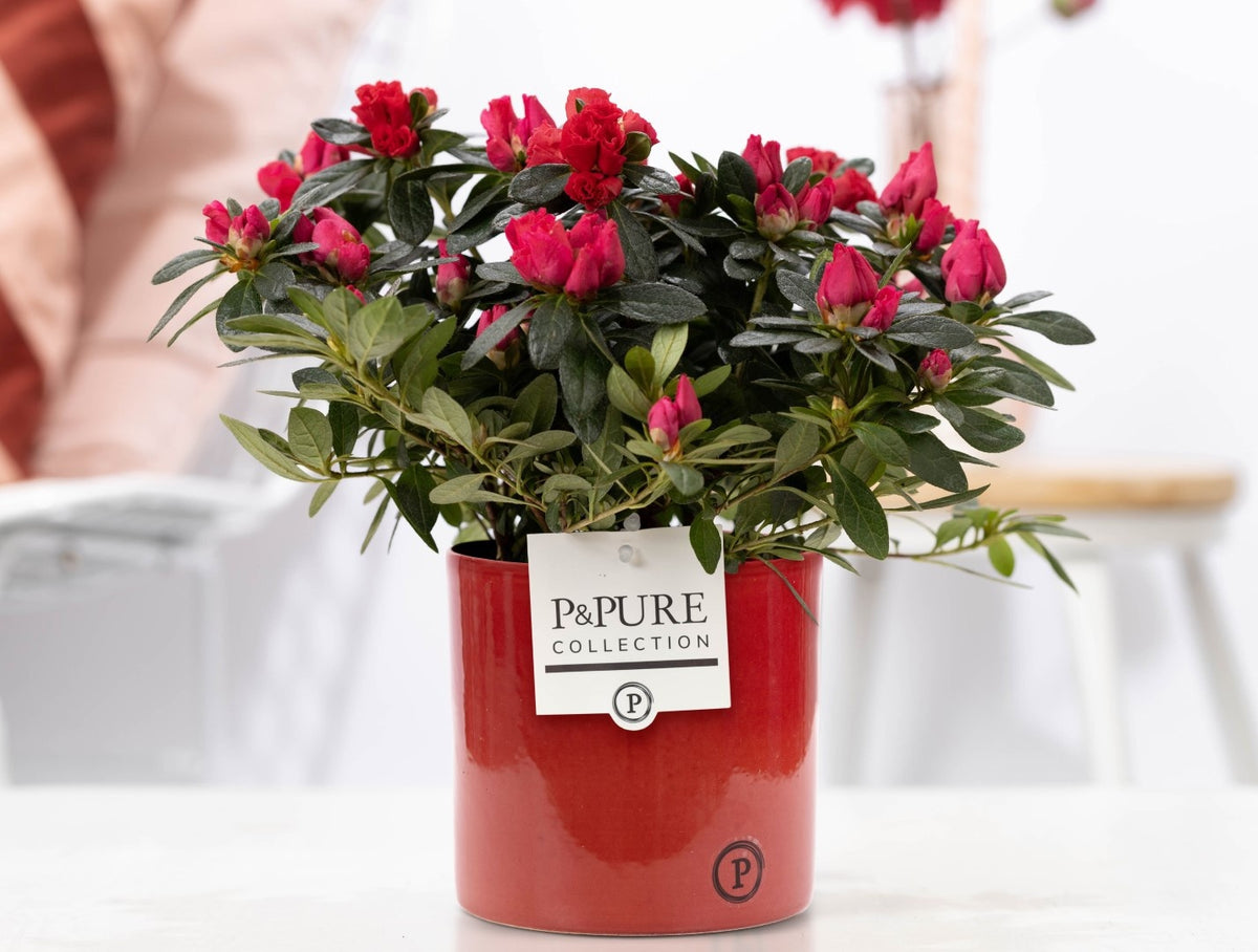 Rhododendron simsii Jimmy 25cm 12cm Pot