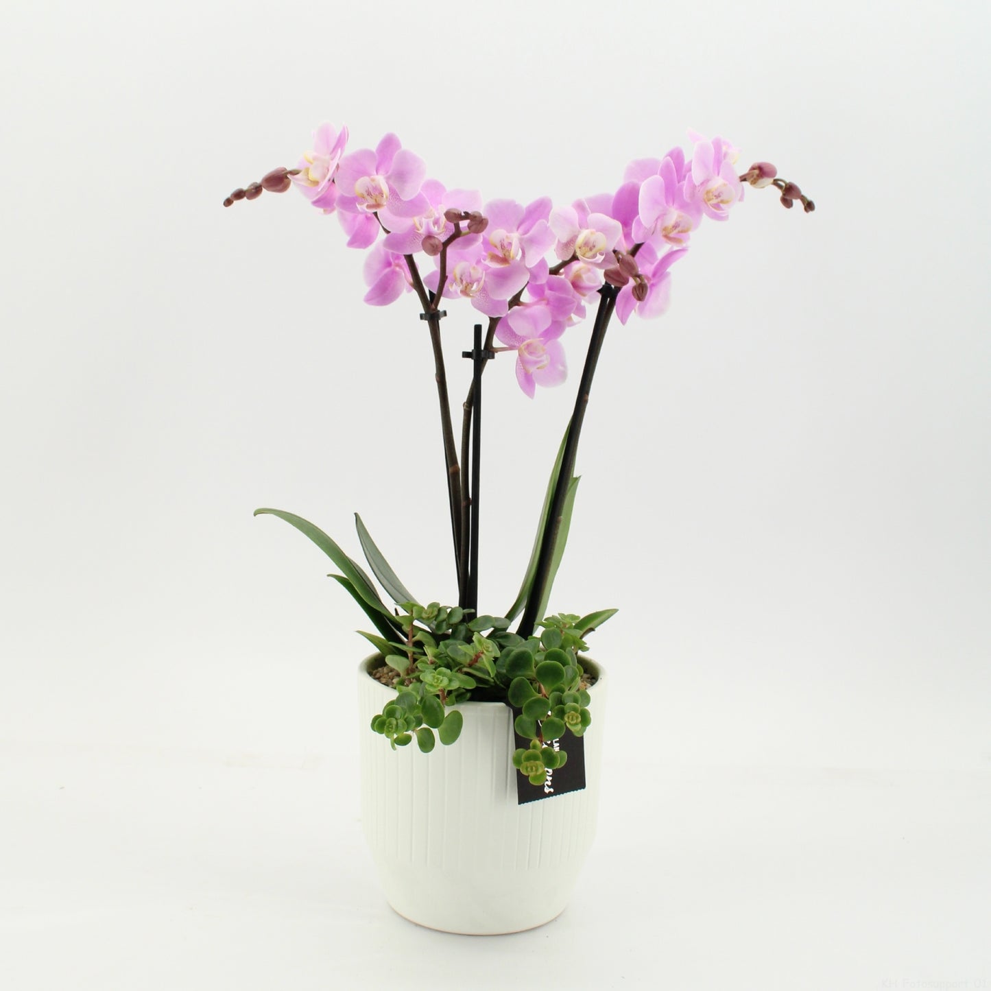 PHAL-2656RZ Phalaenopsis creatie 45cm 14cm Pot
