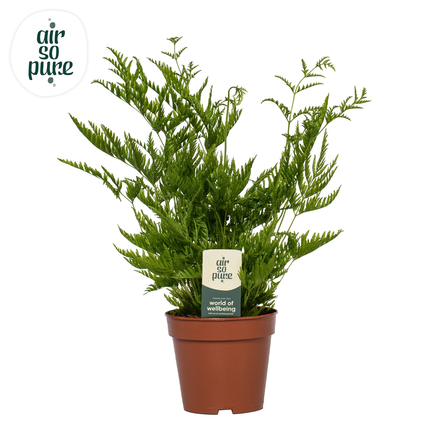 Pteris straminea 40cm 12cm Pot