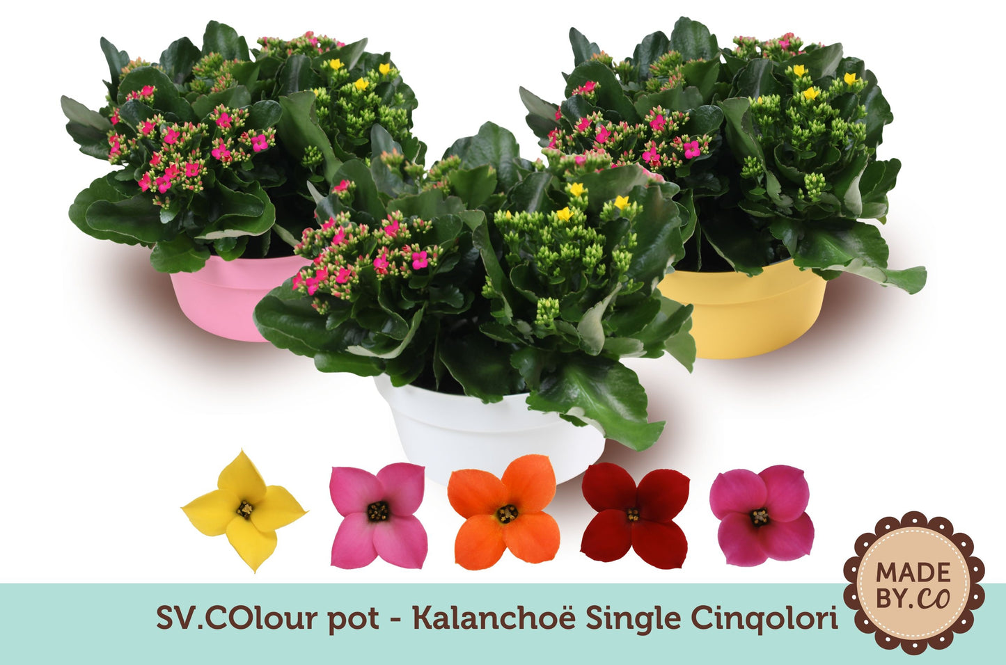 Kalanchoe carnaval 27cm 23cm Pot