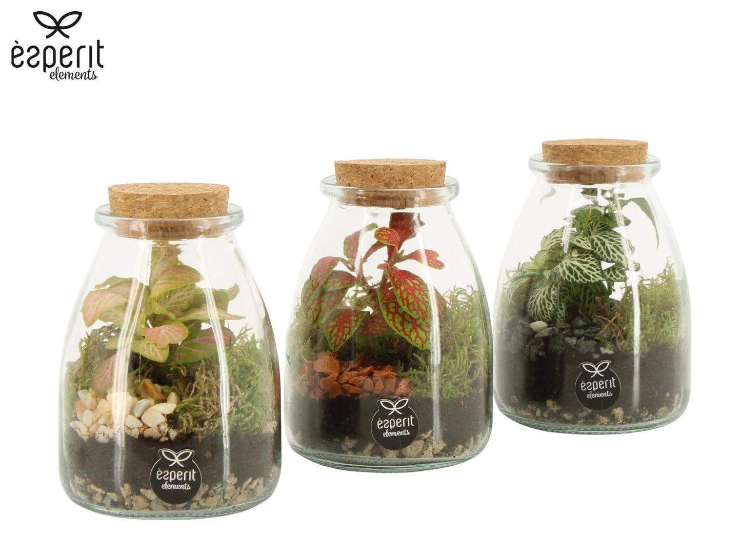 arr. Terrarium 13cm 9cm Pot