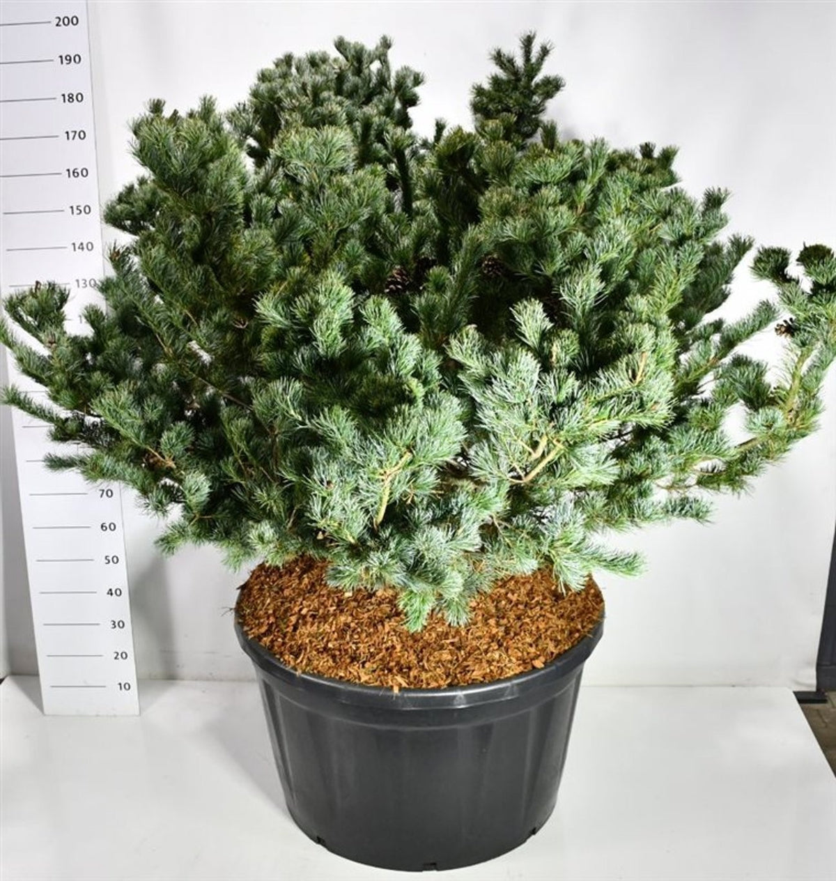 Pinus par. Negishi 190cm 96cm Pot