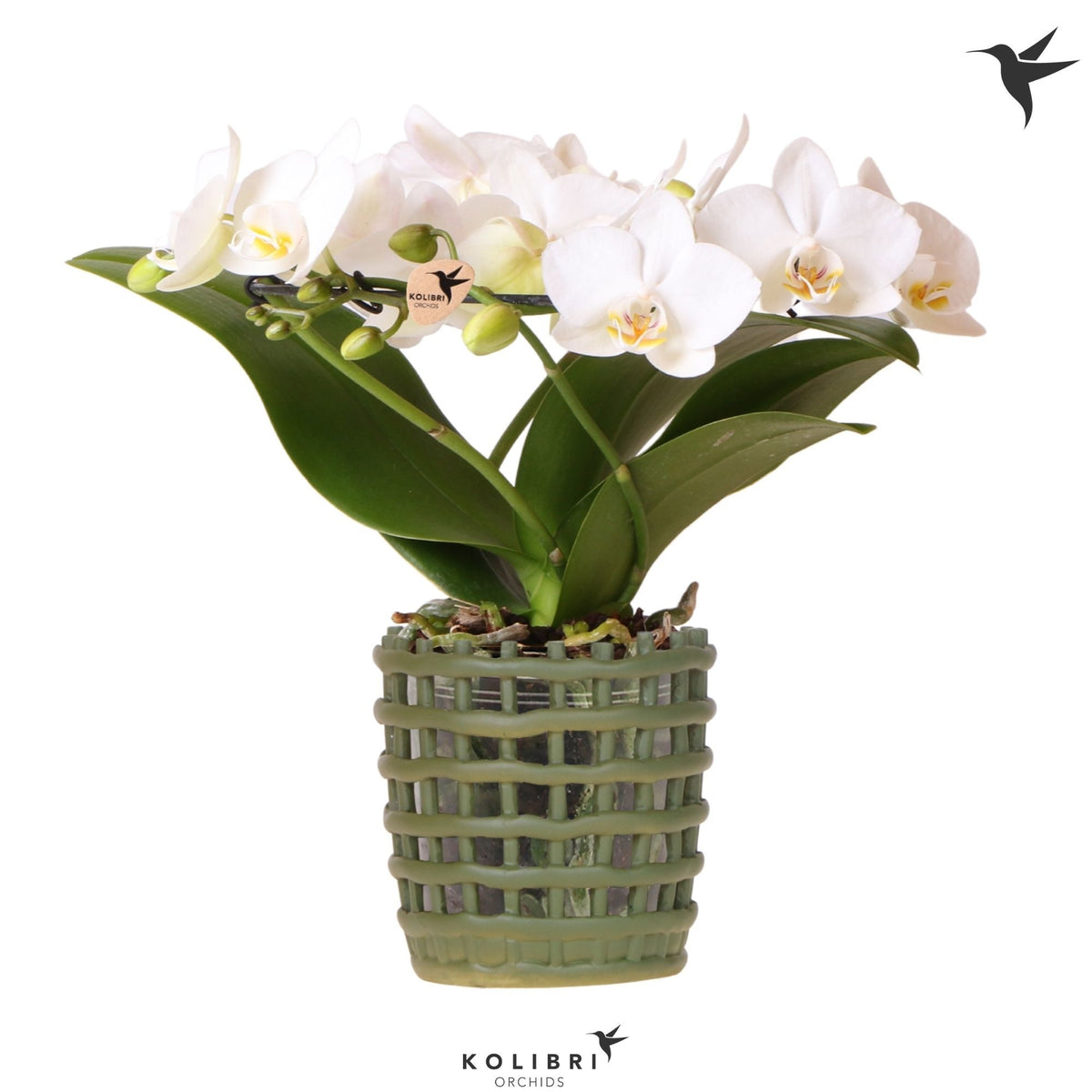 Phalaenopsis multiflora white 30cm 9cm Pot