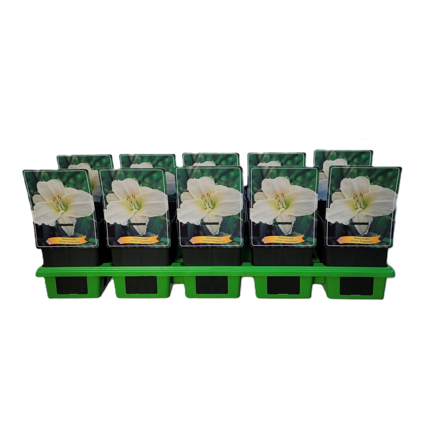 Hemerocallis White Temptation 25cm 11cm Pot
