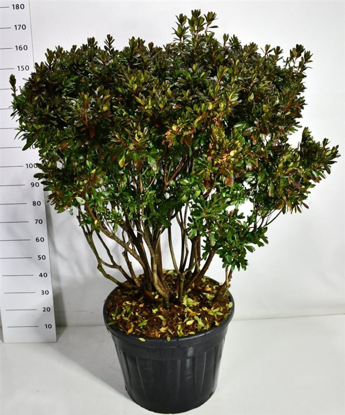 Rhododendron japonicum 190cm 65cm Pot