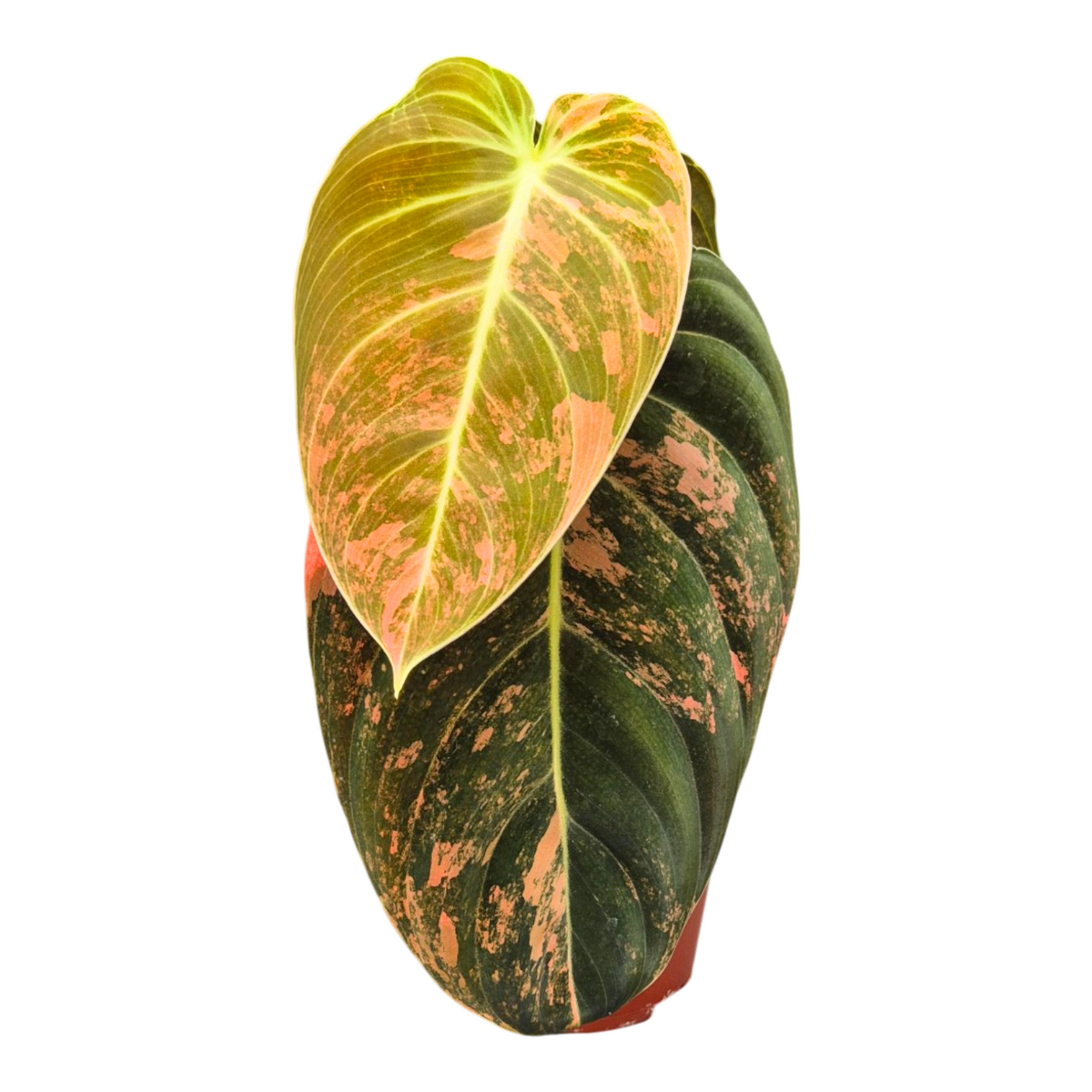 Philodendron melanochrysum 15cm 9cm Pot