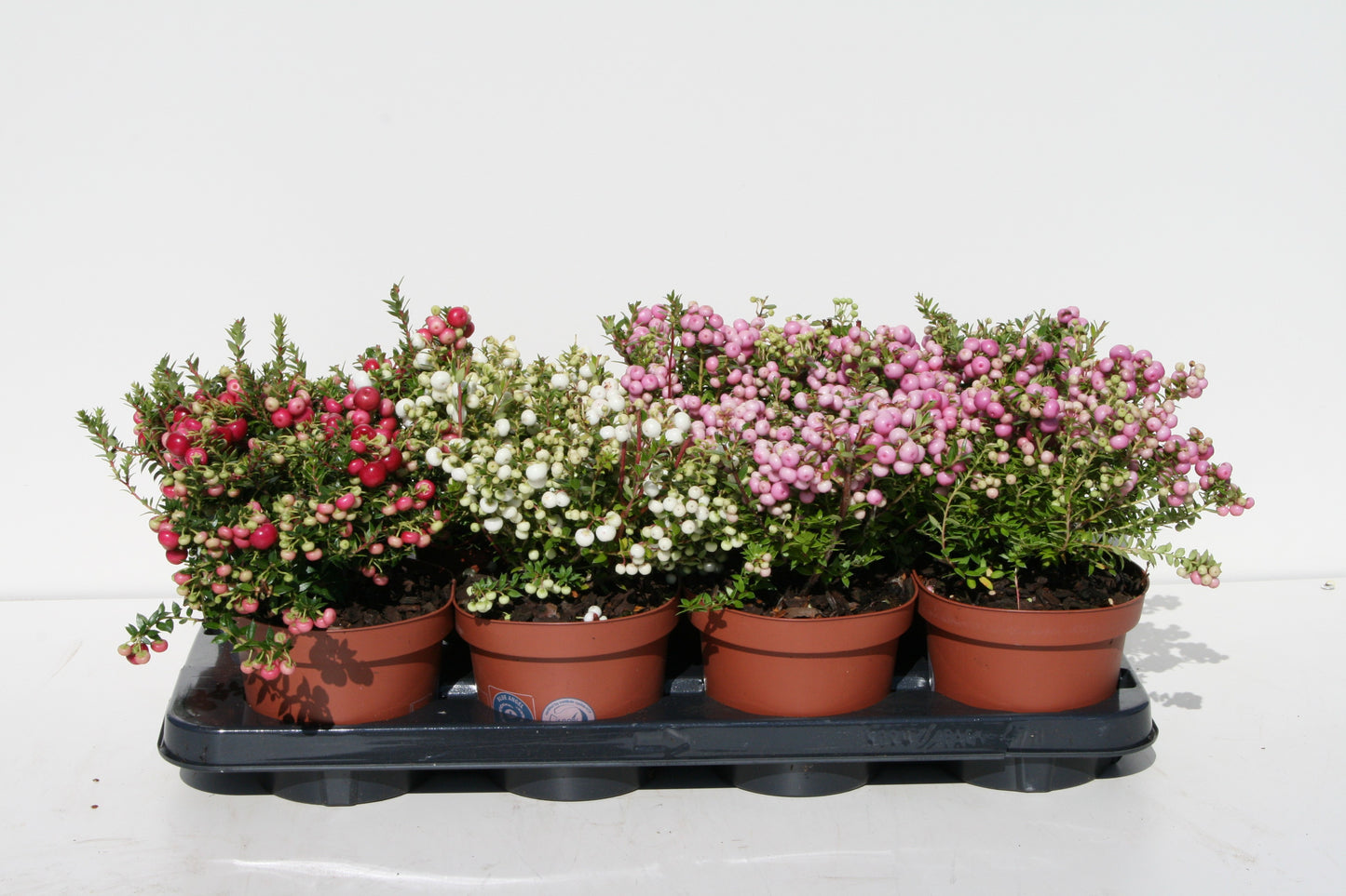 Gaultheria mucronata 25cm 14cm Pot