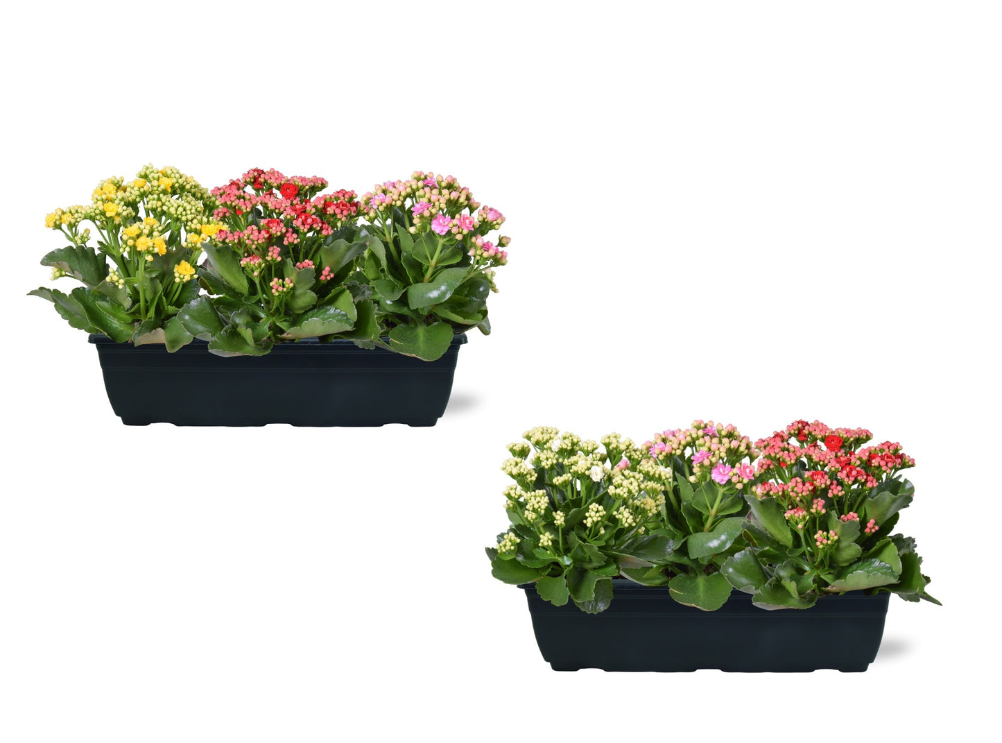 Kalanchoe carnaval 25cm 40cm Pot