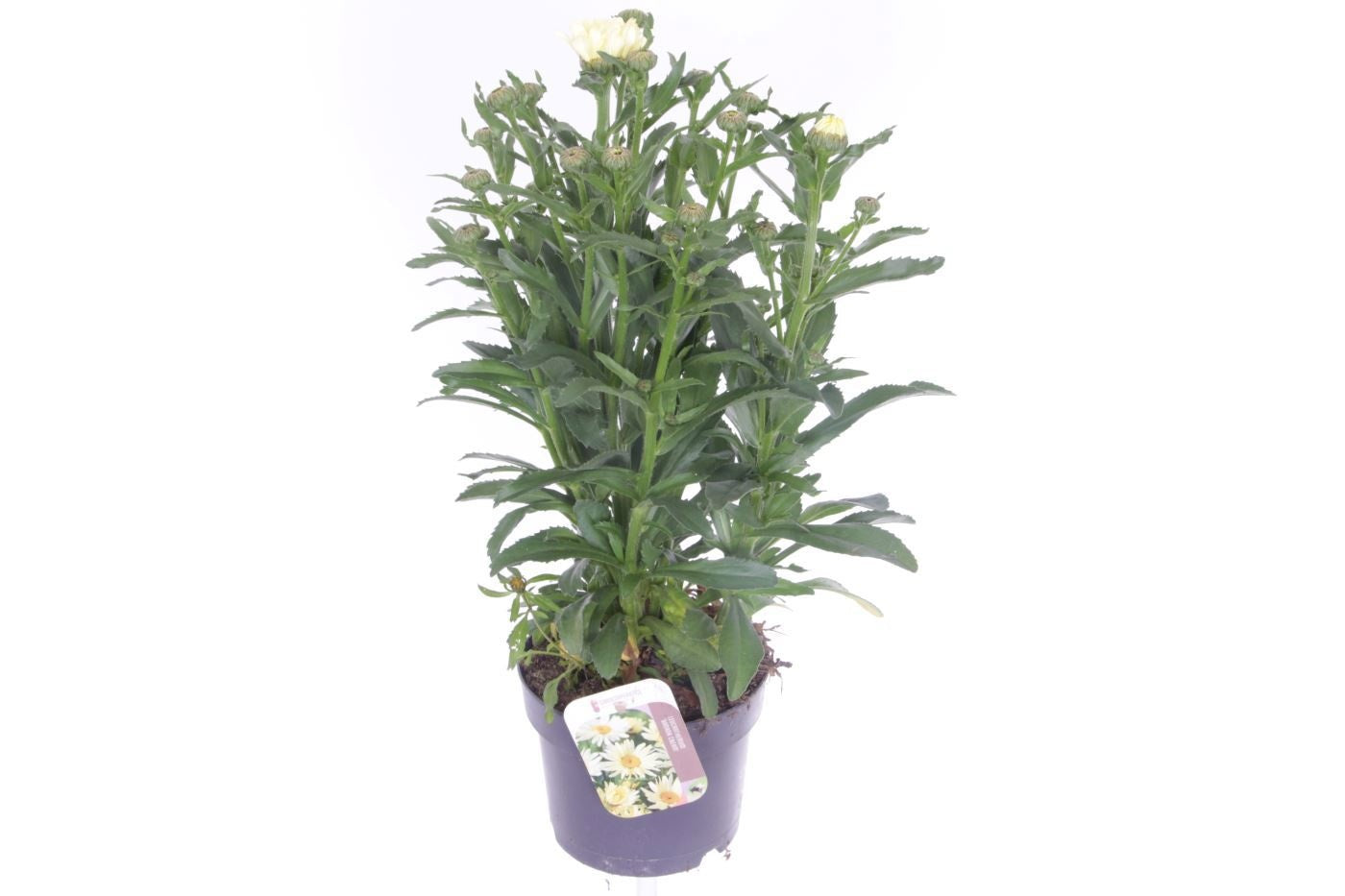 Leucanthemum Banana Cream 55cm 17cm Pot
