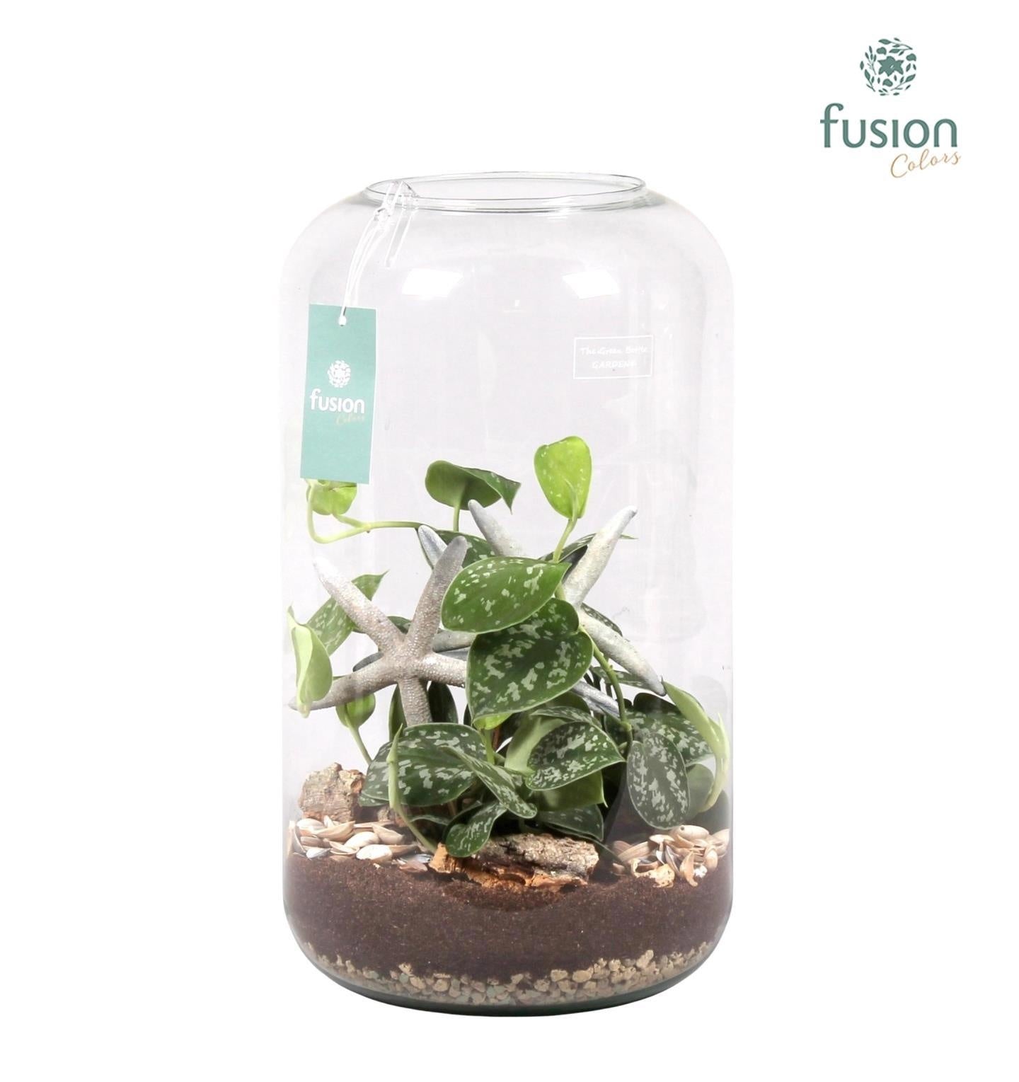 Green Bottle Isabella XXLarge Maritiem met Scindapsus 43cm 23cm Pot