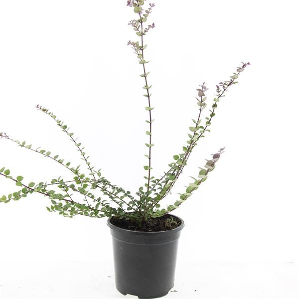 Lonicera Red Tips 10cm 14cm Pot