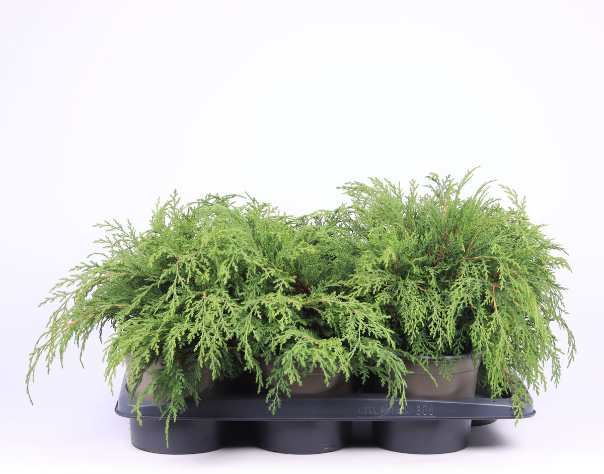 Microbiota decussata 35cm 17cm Pot
