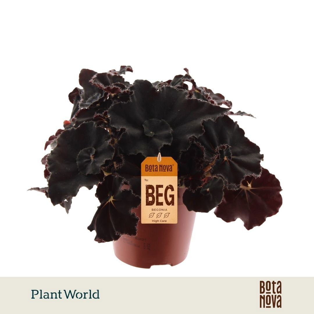 Plantworld Jogrow Begonia Magic Colours Dark Mambo Pack of 8