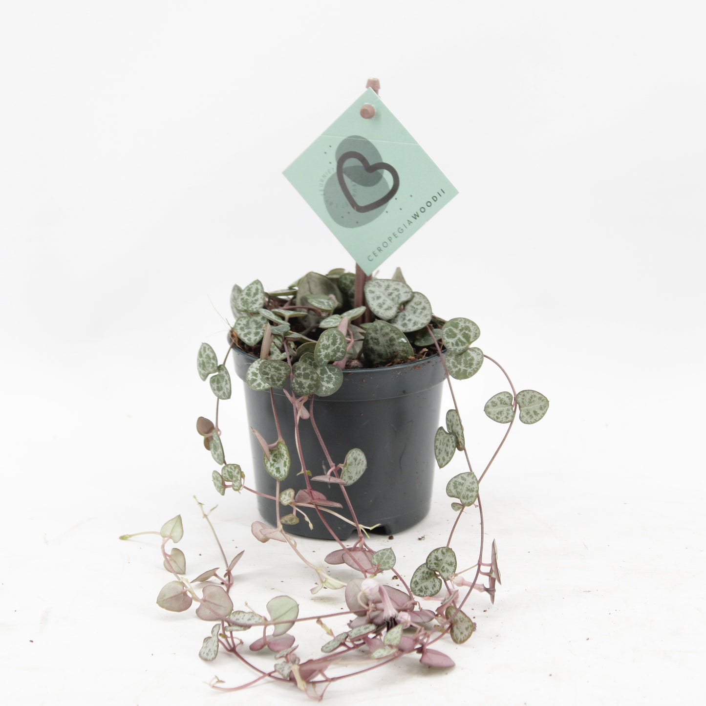Ceropegia woodii (string of hearts) 20cm 8.5cm Pot