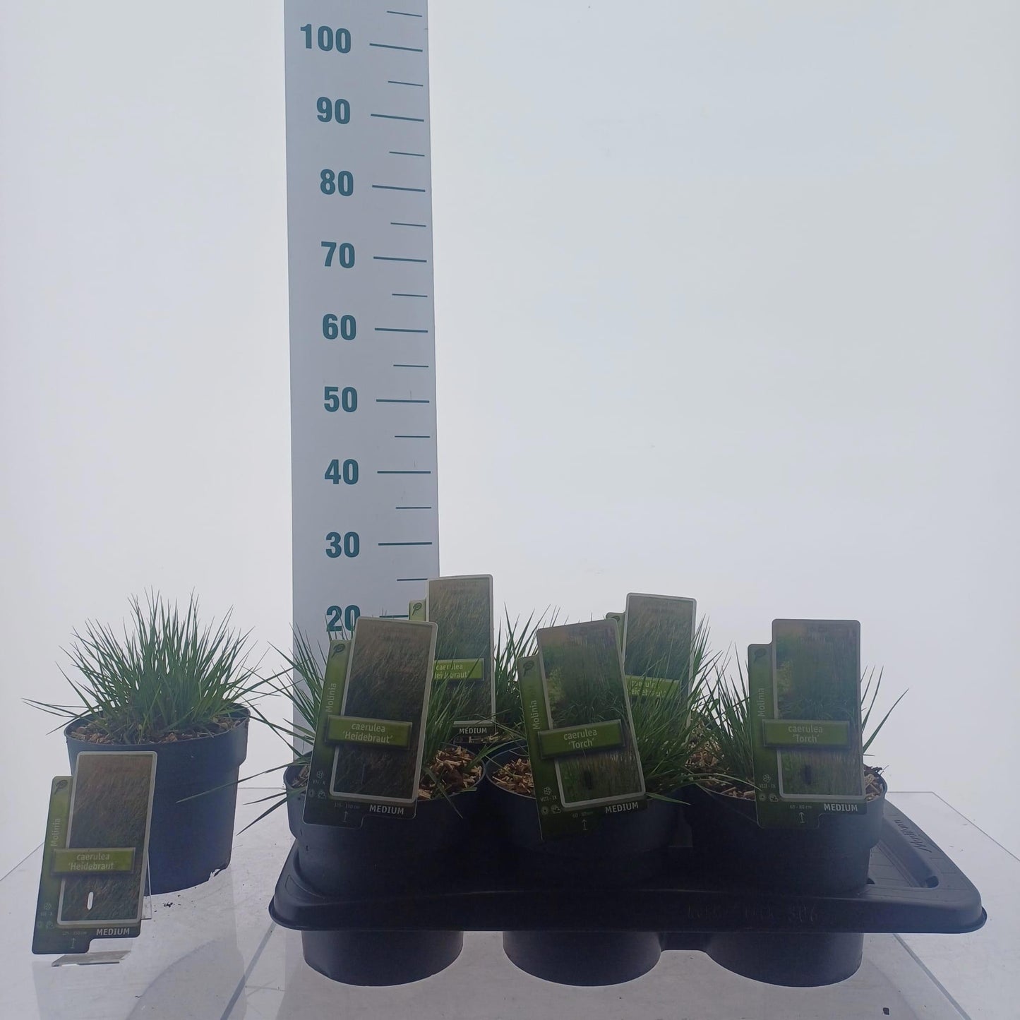 Molinia caerulea mix 25cm 17cm Pot