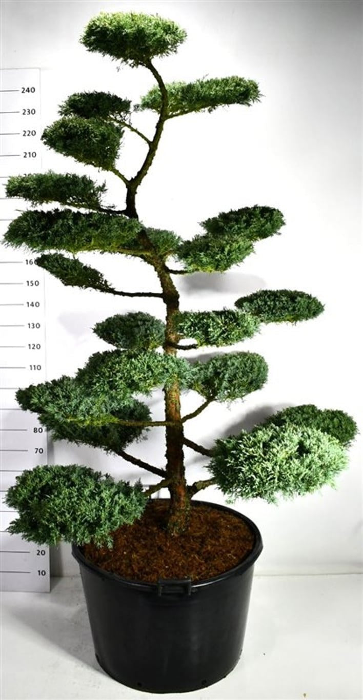 Juniperus mix 260cm 80cm Pot