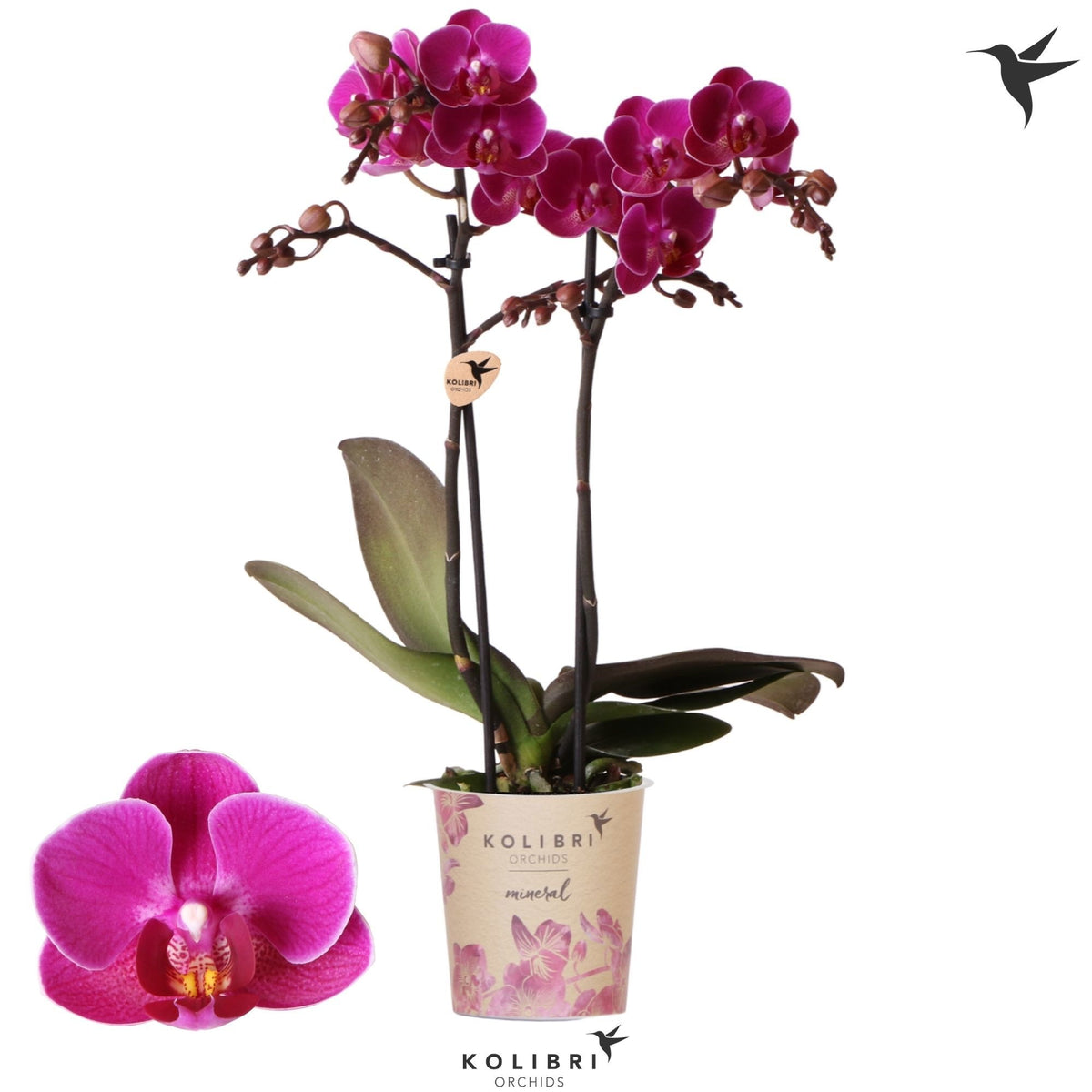 Phalaenopsis mf. Merida 40cm 9cm Pot