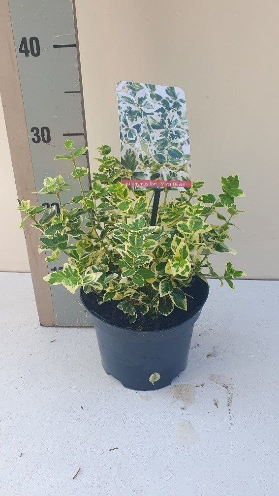 Roessel Tuinpl. VOF, B. v. Euonymus Silver Queen Pack of 6