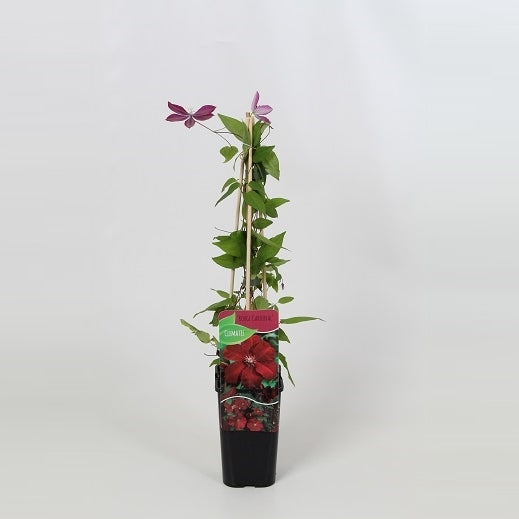 Clematis Rouge Cardinal 60cm 14cm Pot