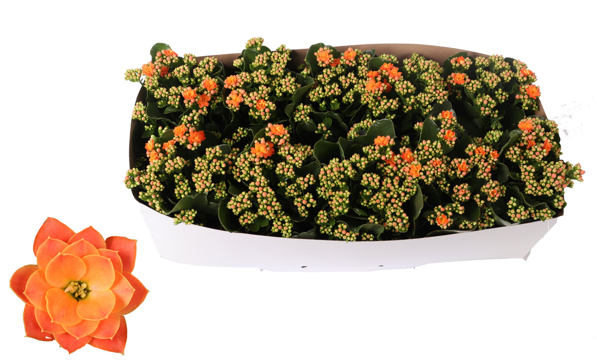 Kalanchoe Rosalina Don Pedro 27cm 12cm Pot
