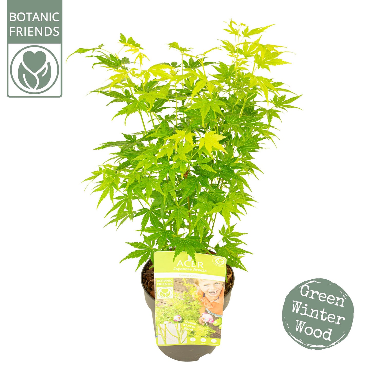 Acer Going Green 50cm 15cm Pot