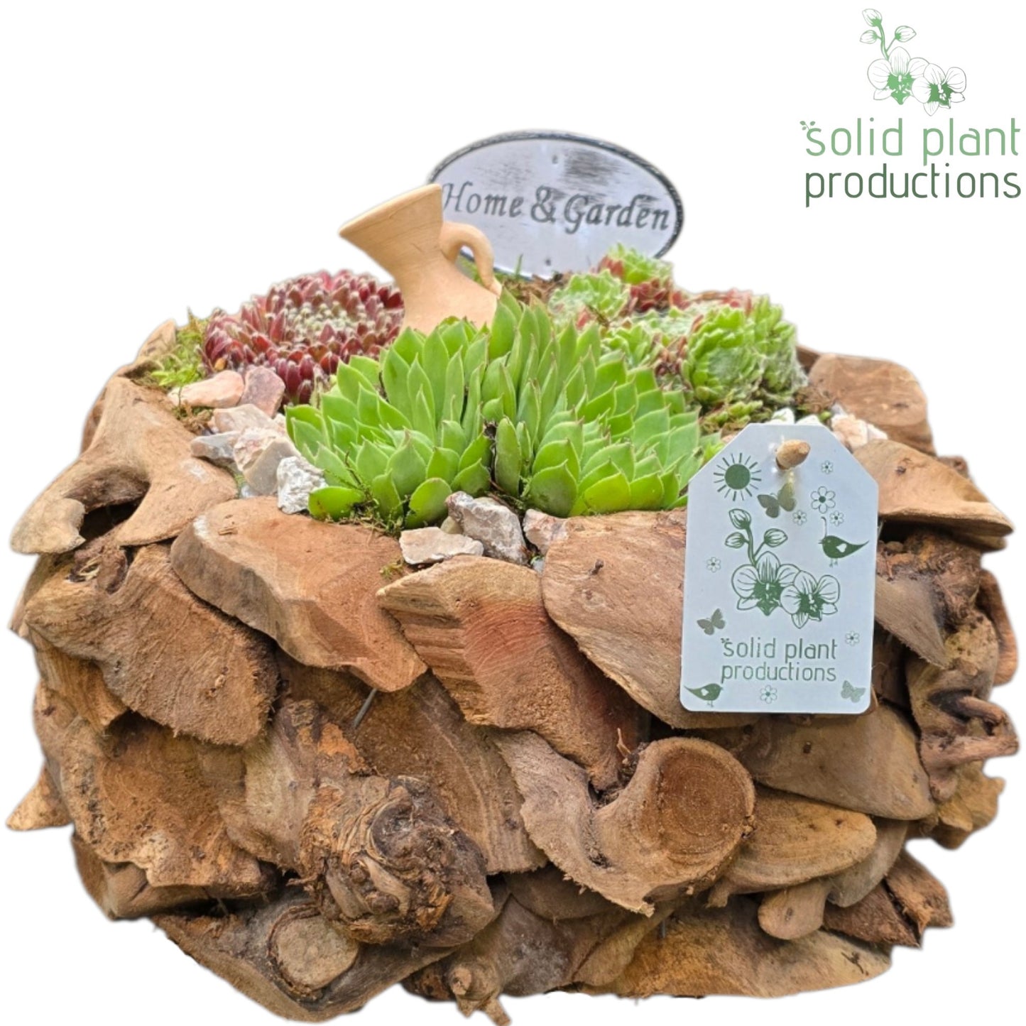 Sempervivum arrangement 22cm 32cm Pot