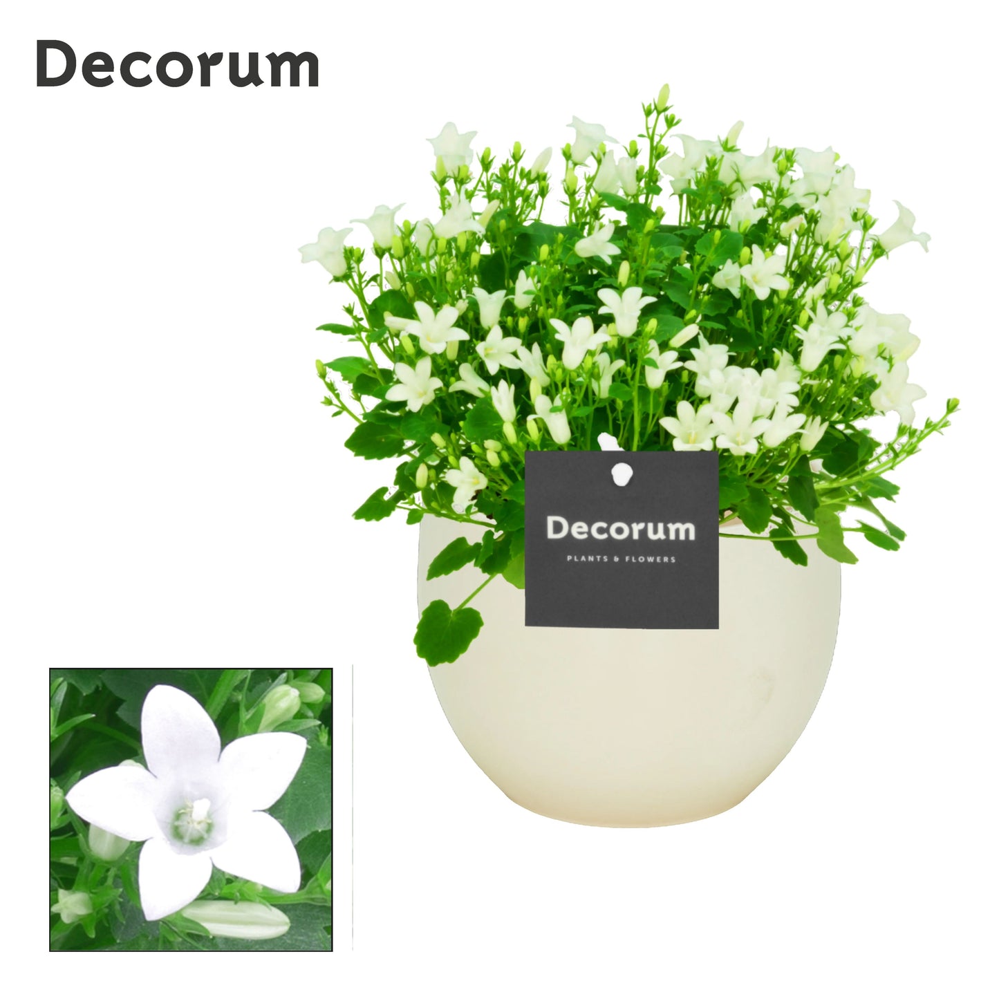 Campanula Porto White 17cm 13cm Pot
