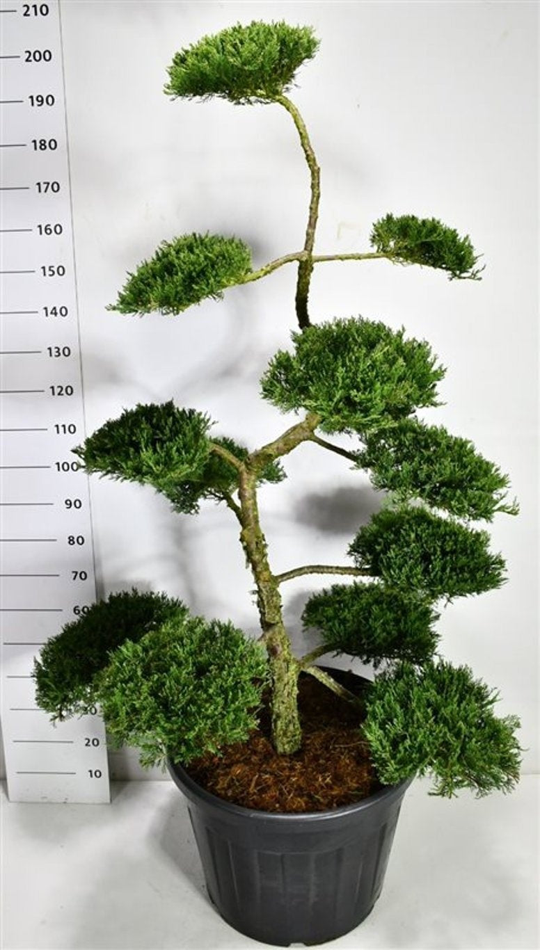 Juniperus mix 200cm 55cm Pot
