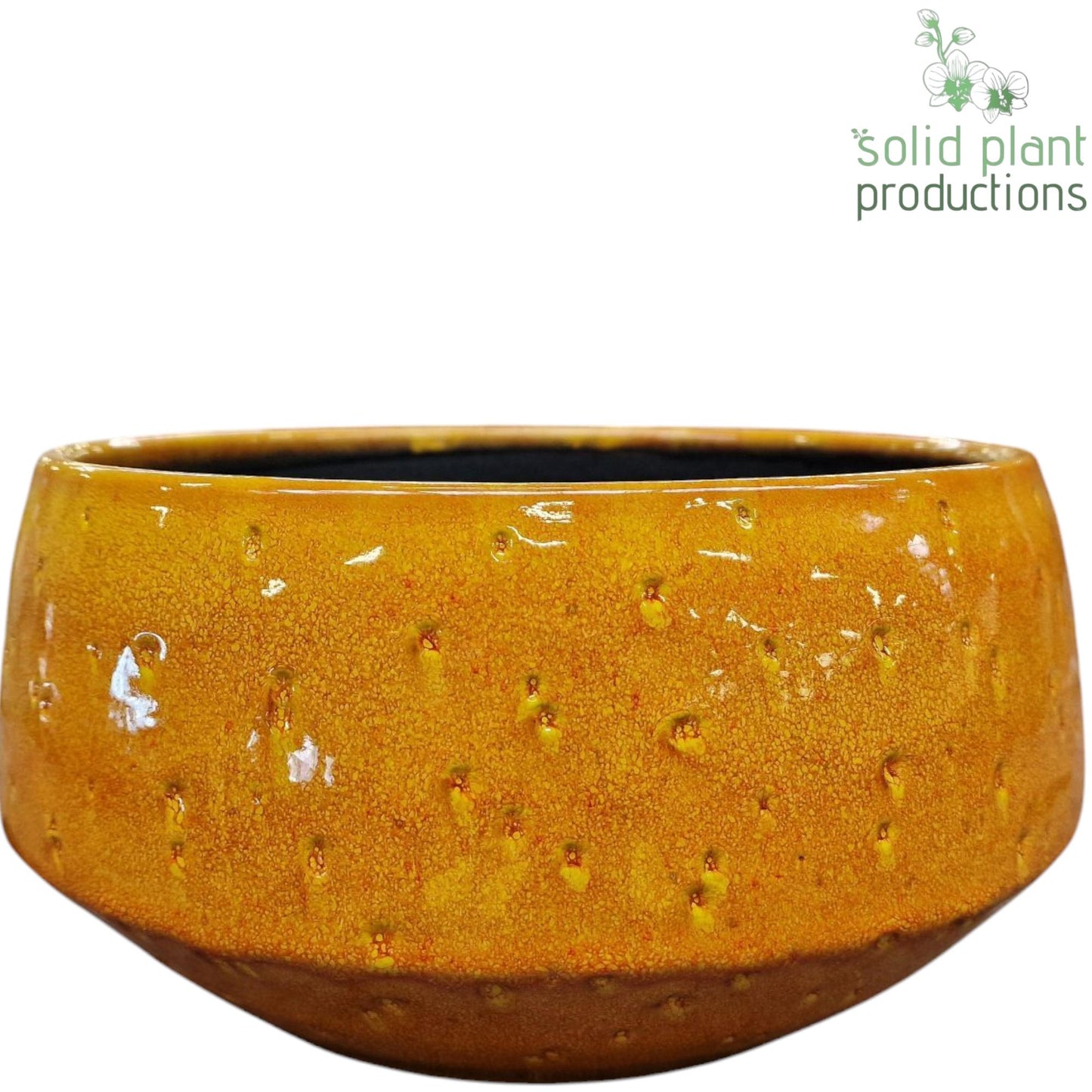 Solid Plant Productions C112 Sophia Yellow Large Pack of 4