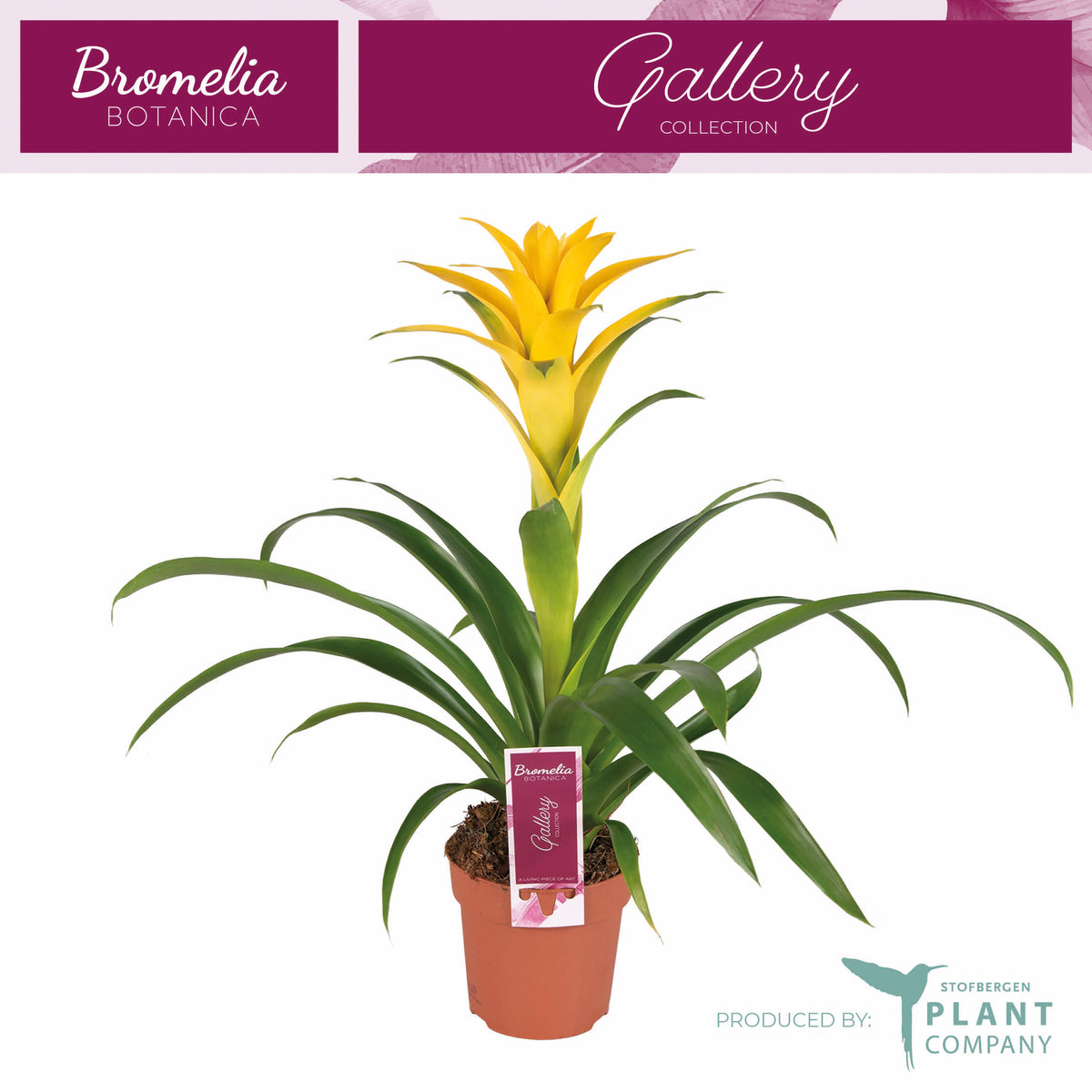 Guzmania Desire 45cm 12cm Pot