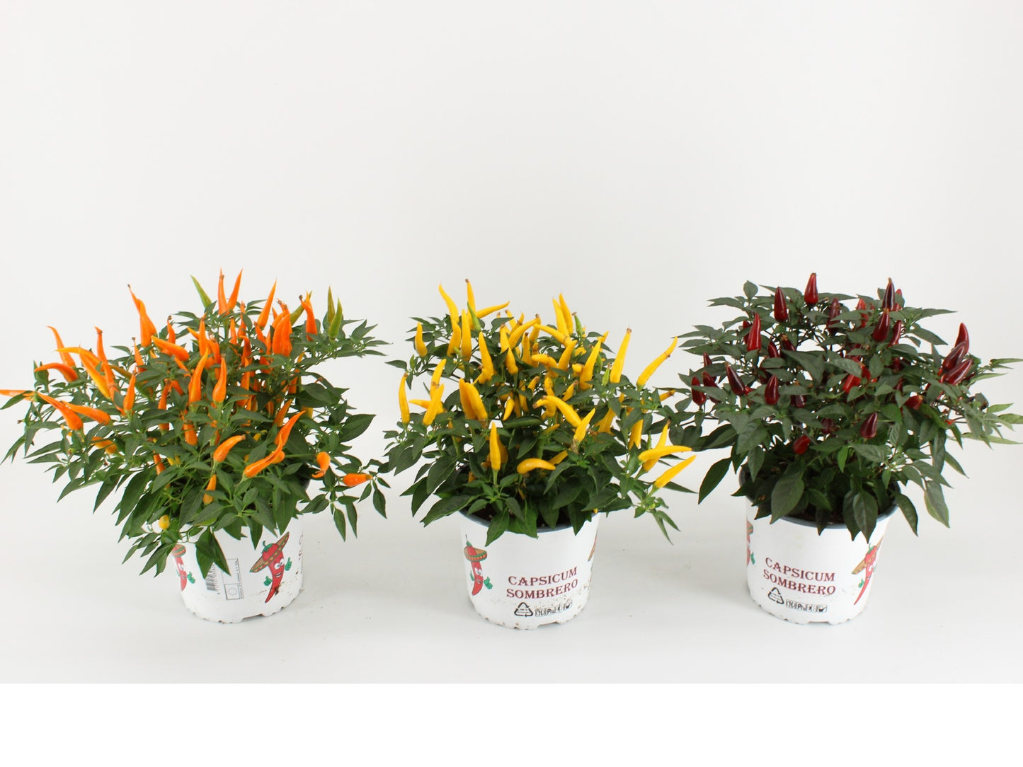 Capsicum annuum mix 30cm 15cm Pot