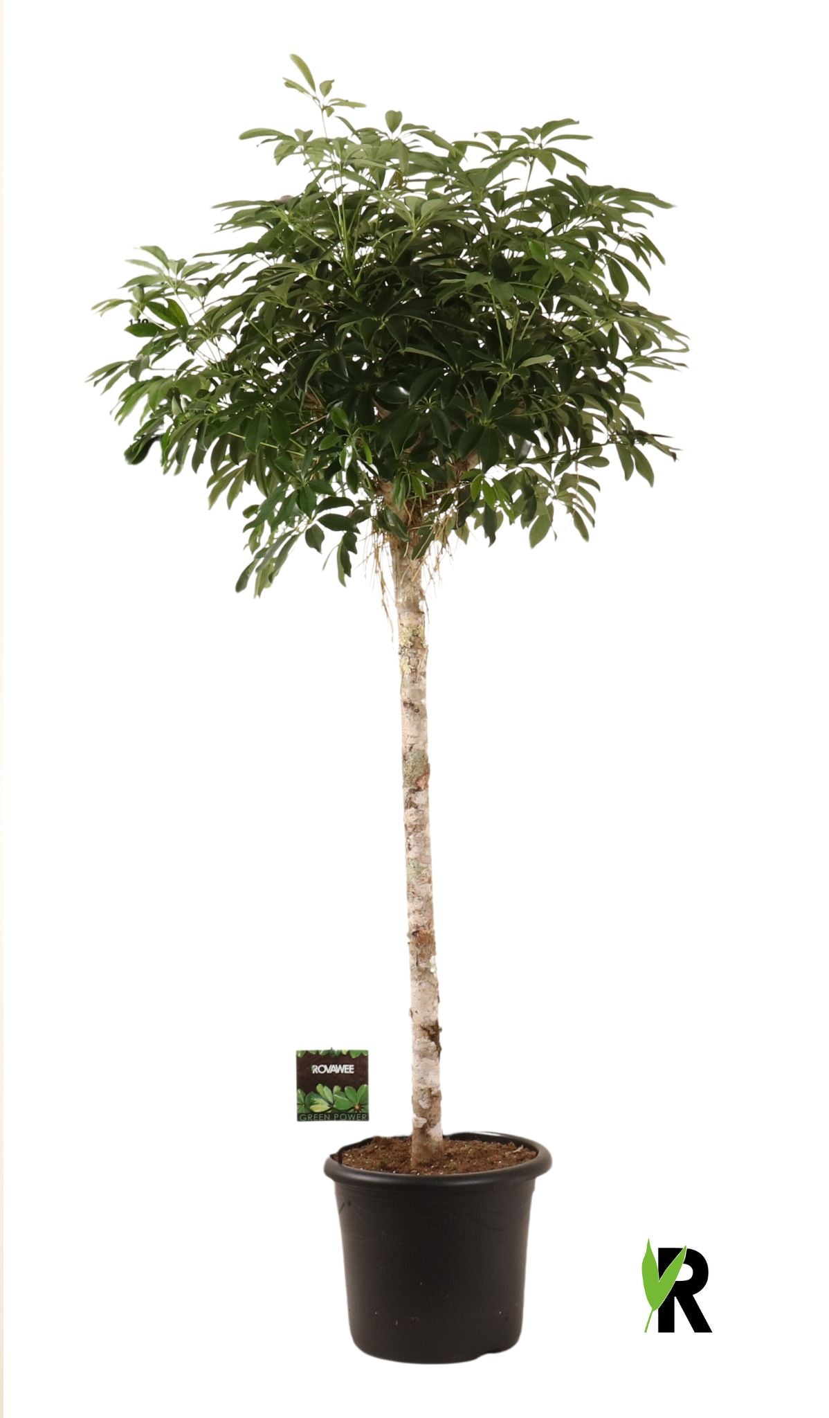 Schefflera Compacta 230cm 40cm Pot
