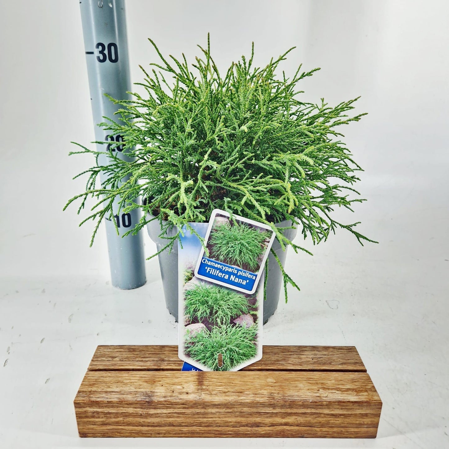 Chamaecyparis Filifera Nana 25cm 19cm Pot