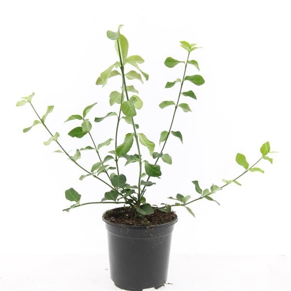Euonymus Dart's Blanket 10cm 14cm Pot