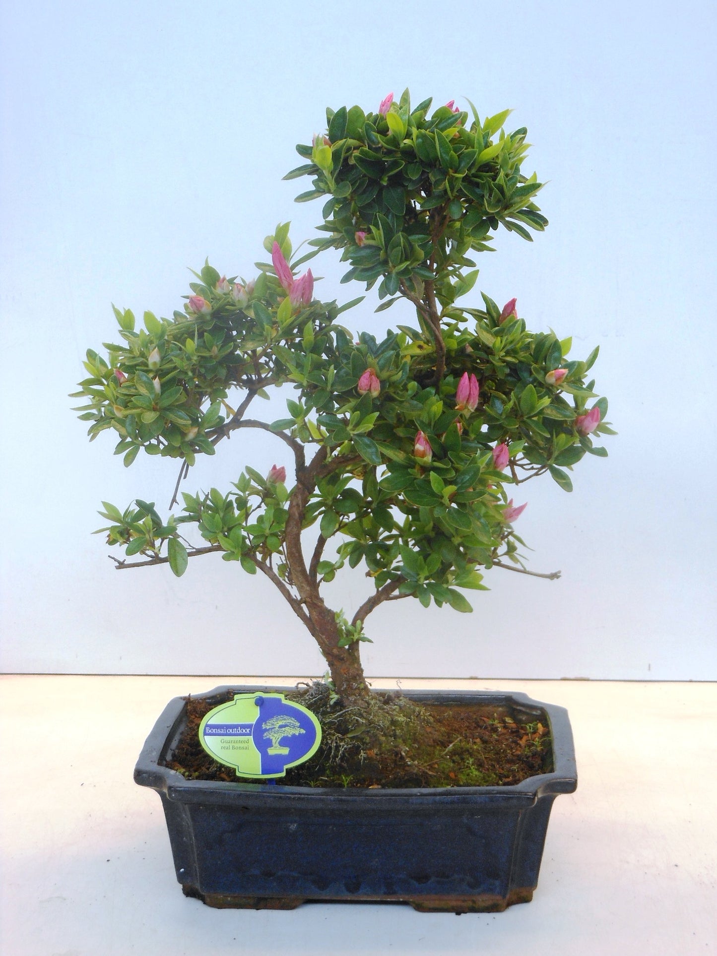Rhododendron hippophaeoides 45cm 29cm Pot