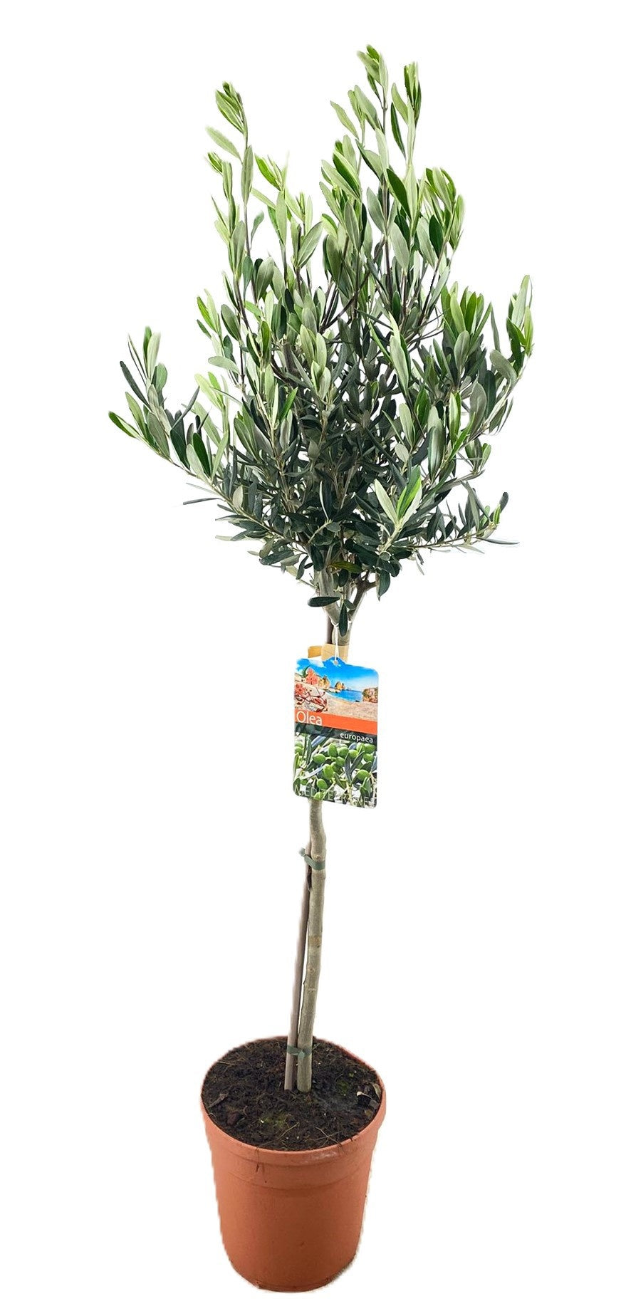 Olea europaea 110cm 21cm Pot