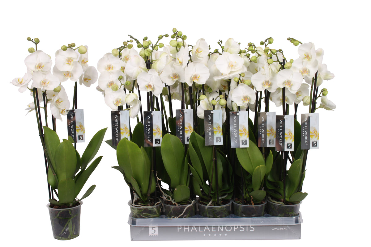 Phalaenopsis White World 70cm 12cm Pot