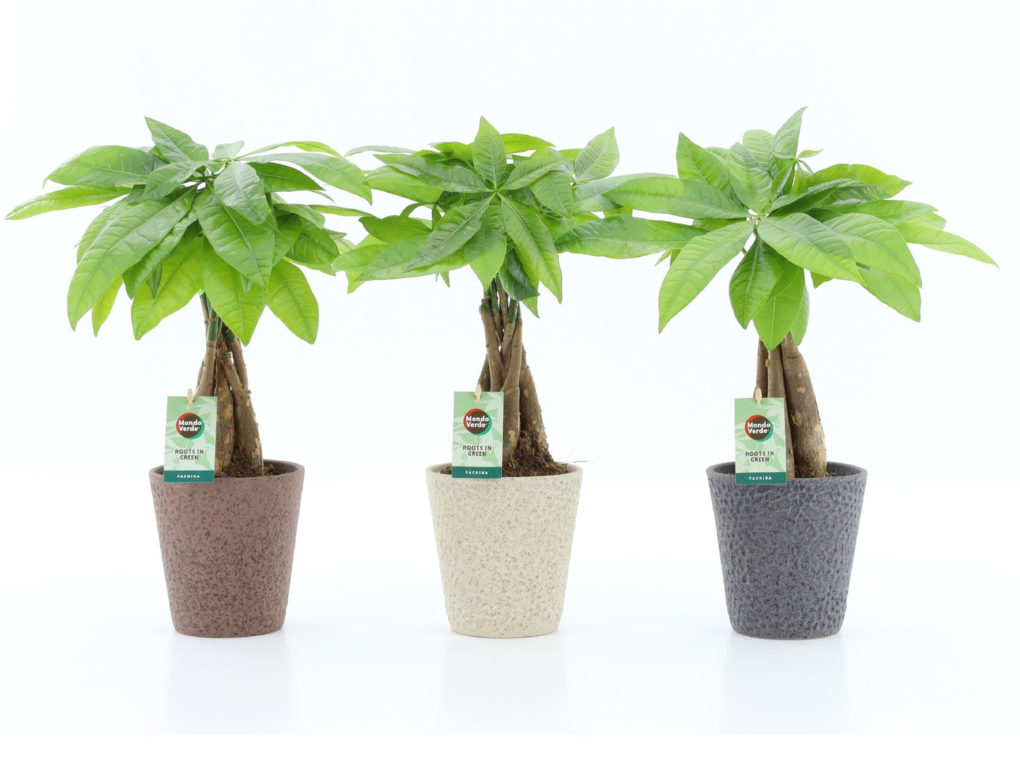 Pachira aquatica 50cm 13cm Pot