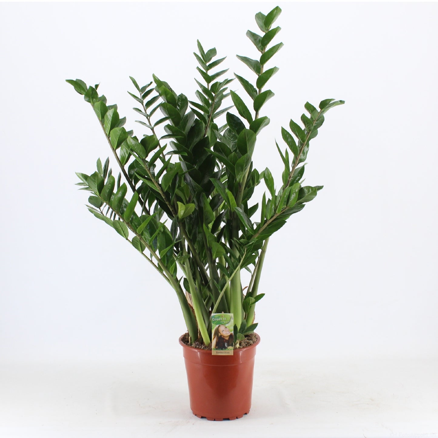Vireo-Hedera plant BV Zamioculcas zamiifolia Pack of 1
