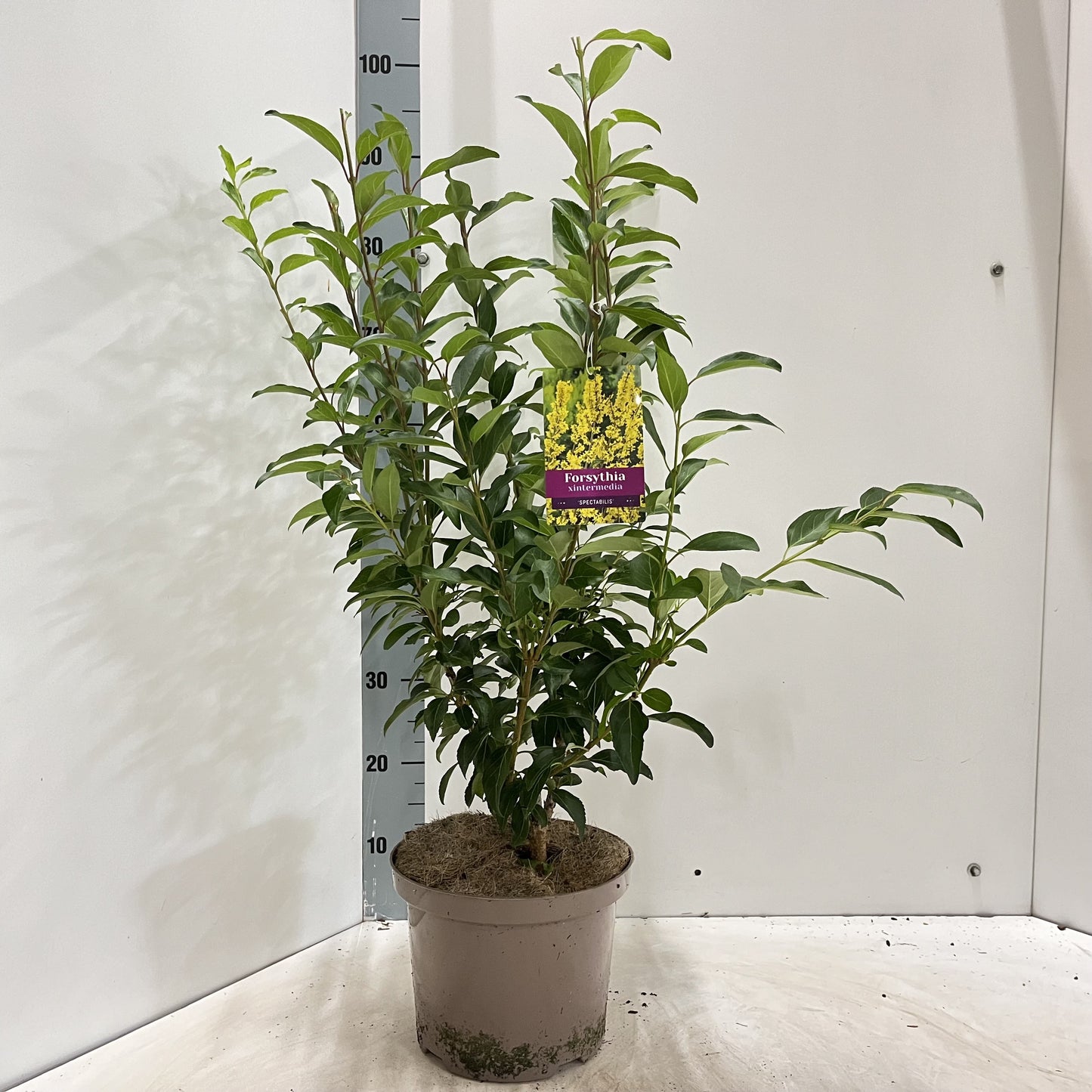 Forsythia Spectabilis 60cm 23cm Pot