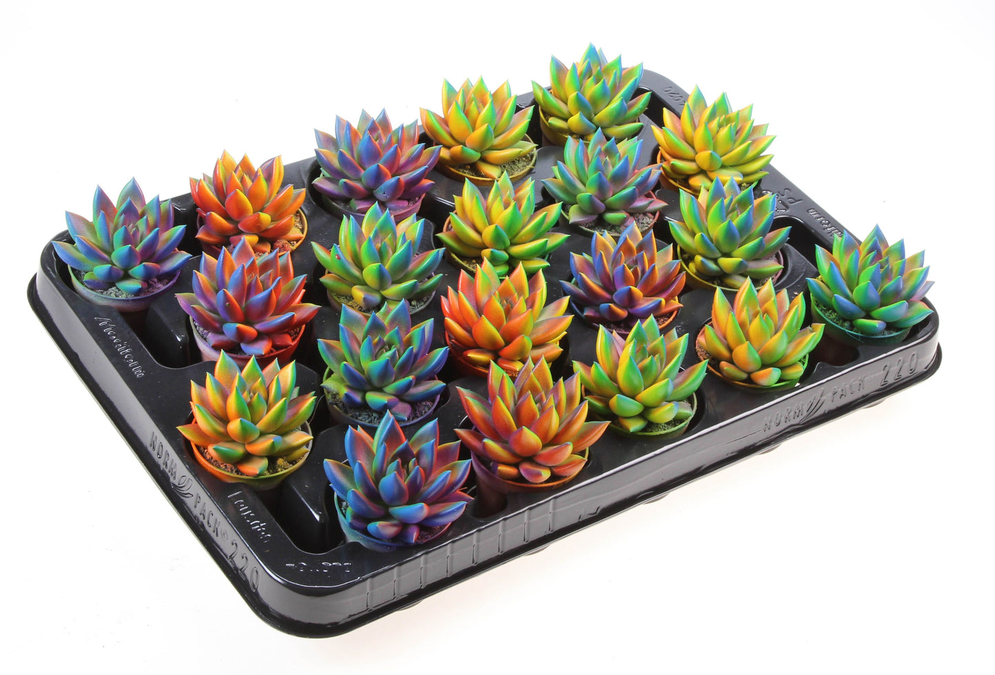 Echeveria chameleon special 8cm 5.5cm Pot