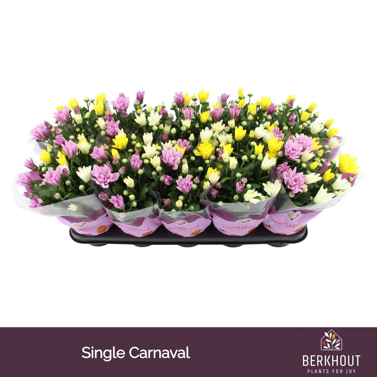 Chrysanthemum carnaval mix 26cm 12cm Pot
