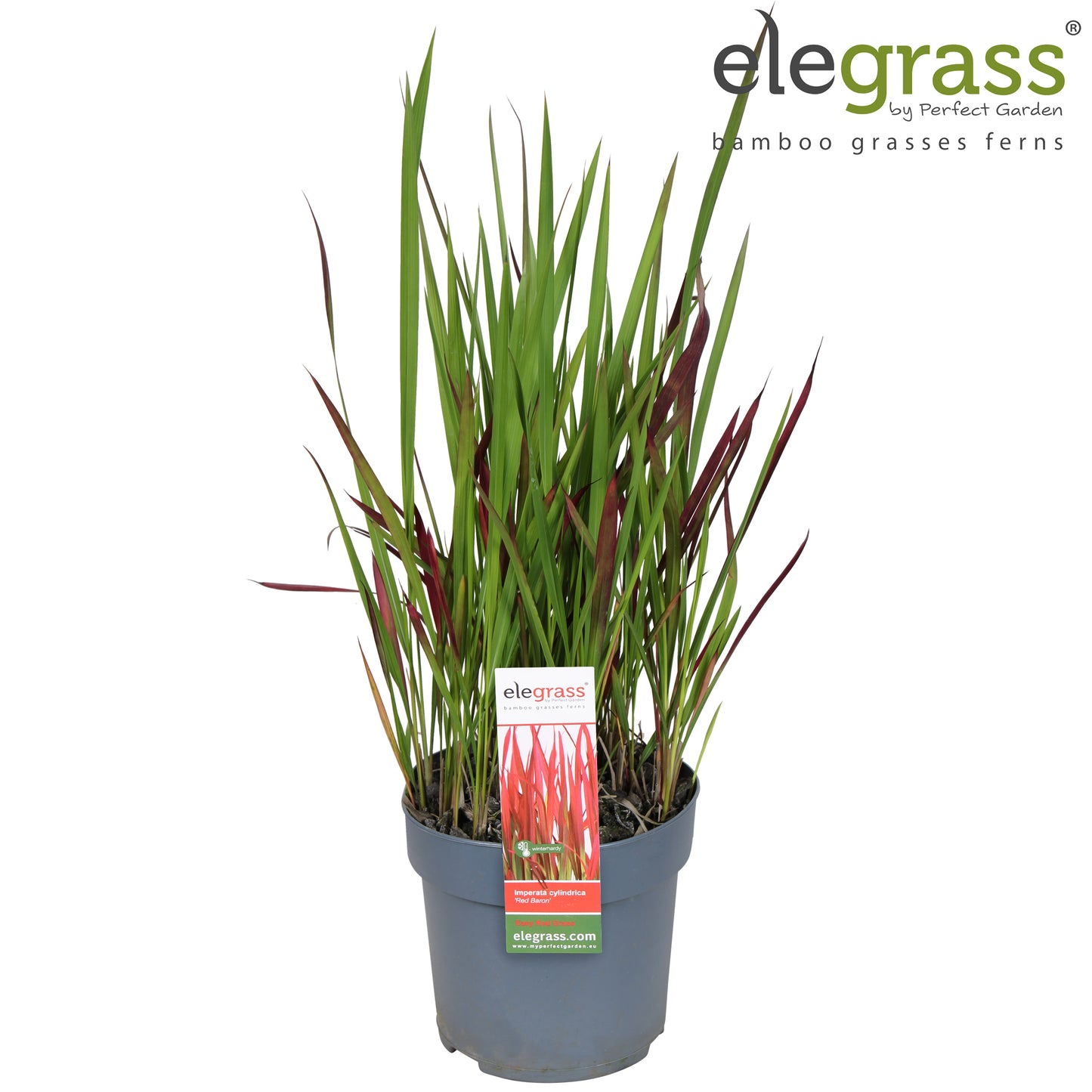 Imperata Red Baron 35cm 14cm Pot