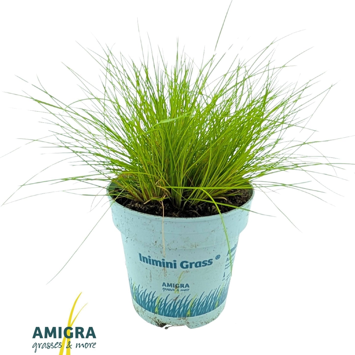 Deschampsia flex. Amilime 25cm 510cm Pot