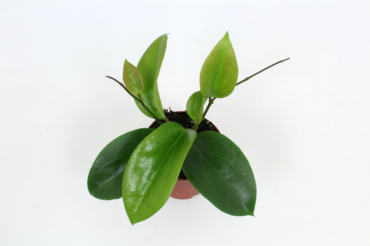 Hoya australis 15cm 12cm Pot