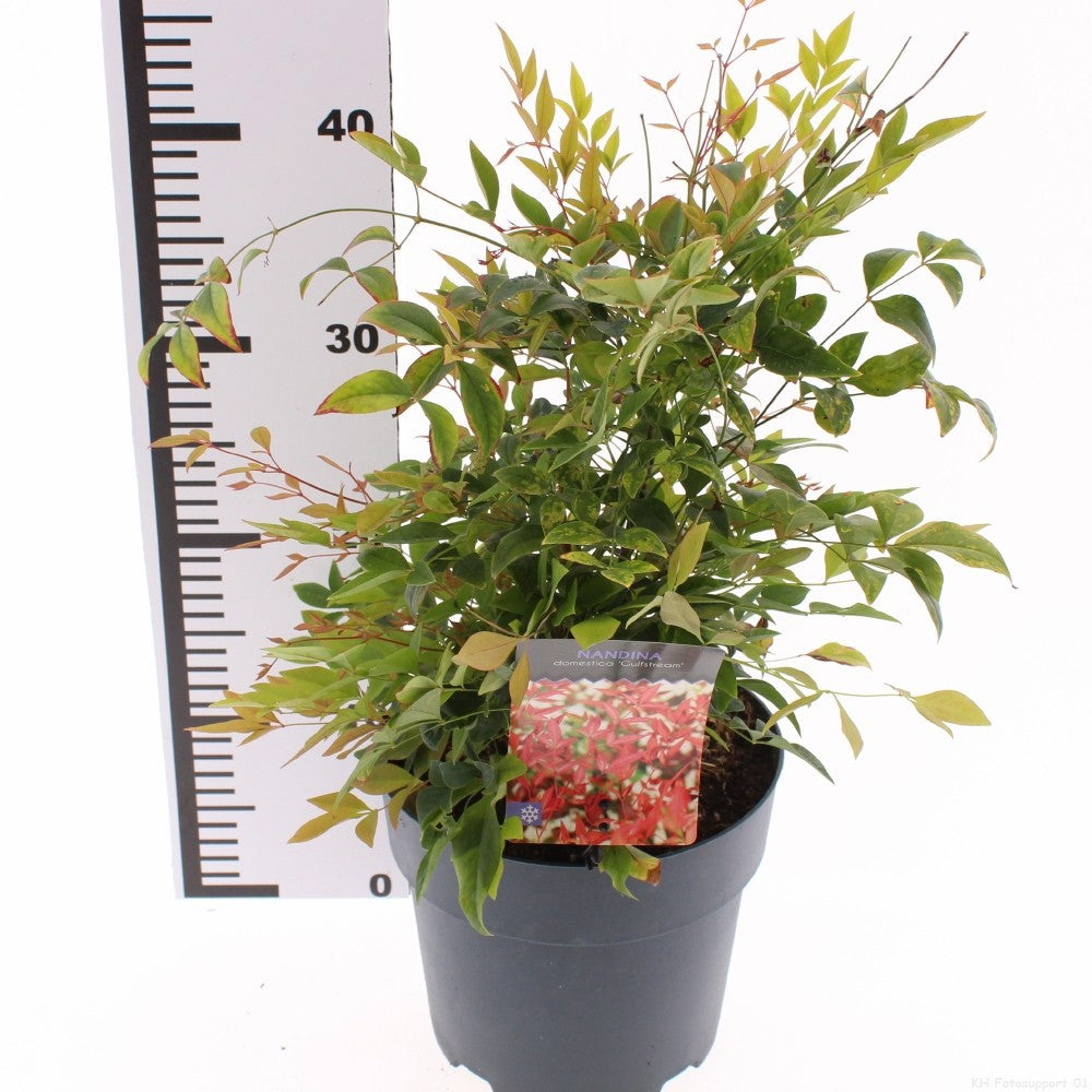 Nandina domestica Gulfstream 55cm 19cm Pot