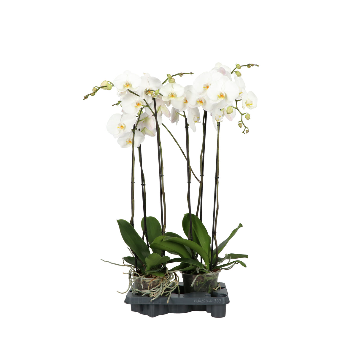 Phalaenopsis Fortuno white 110cm 17cm Pot