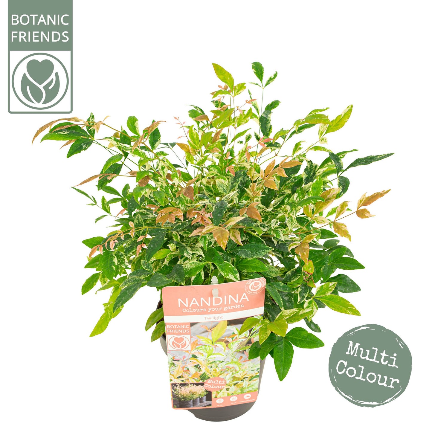 Nandina domestica 45cm 15cm Pot