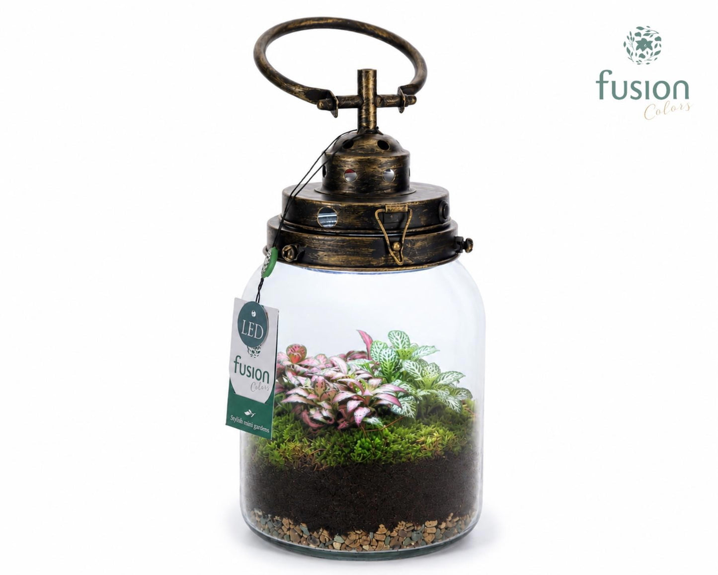 Glas LEDlamp met Fittonia 29cm 16cm Pot