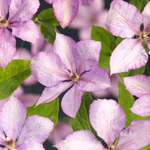 Clematis Margaret Hunt 40cm 11cm Pot